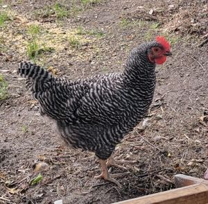 Meet your Posher, Sandi